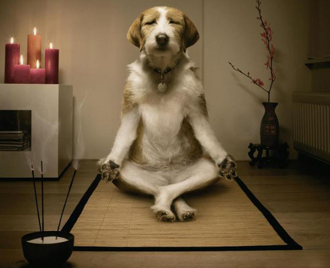 working on a dog's life